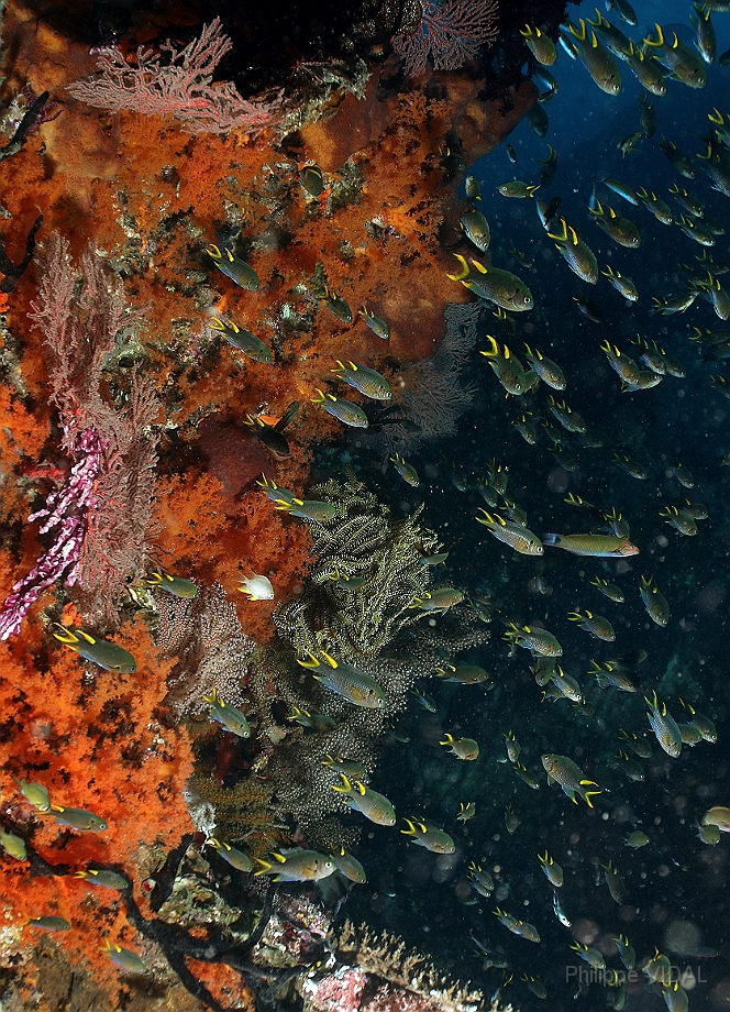 Raja Ampat 2016 - Corail - IMG_3985_rc.jpg